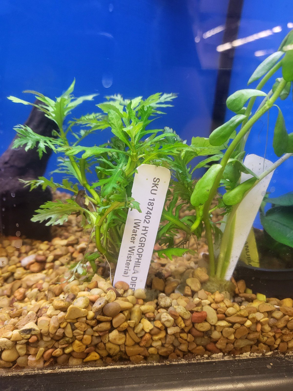 Live aquarium plants - water sprite - aquarium decor 5Eg1Imi42