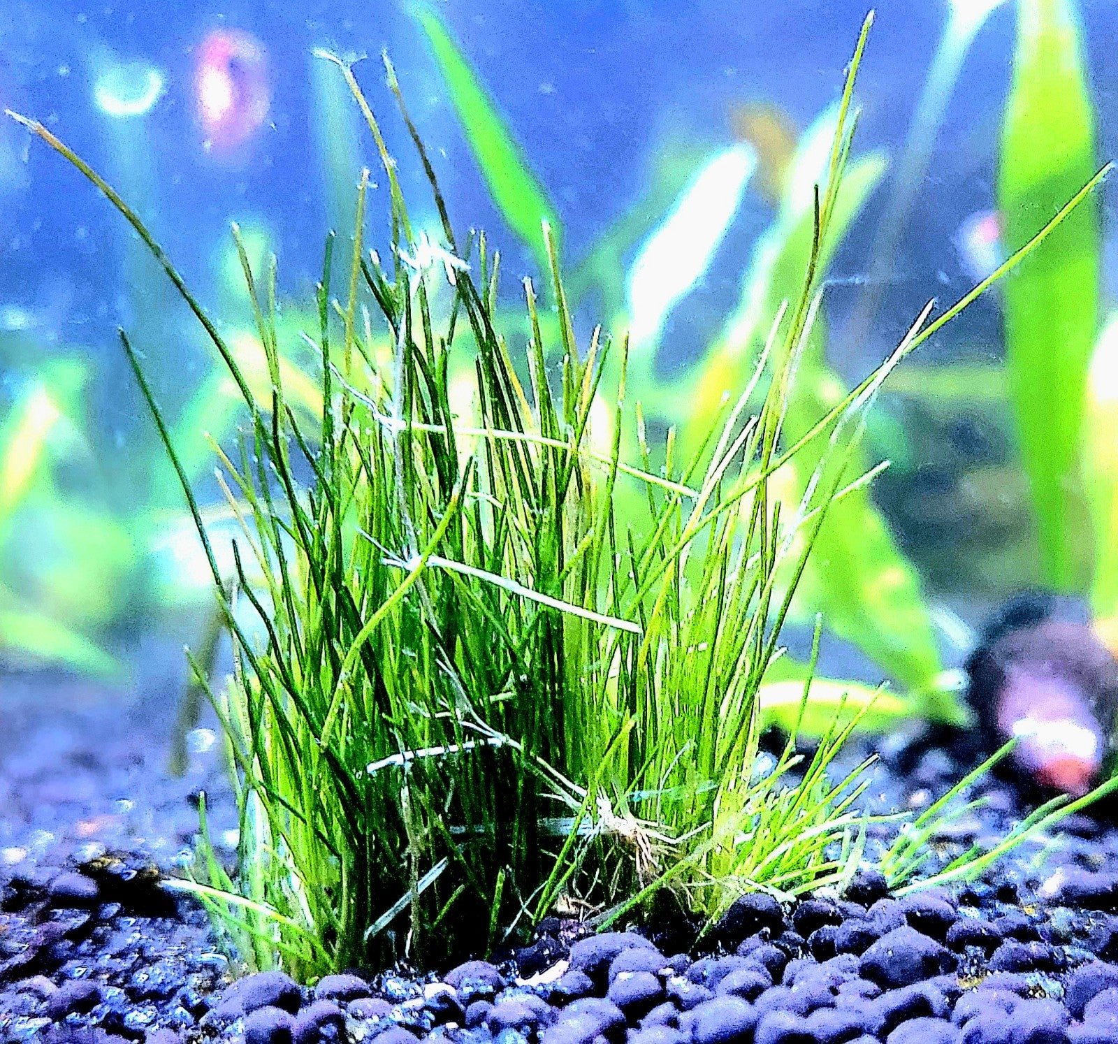 One clump- Live dwarf hairgrass- live aquarium plants 1