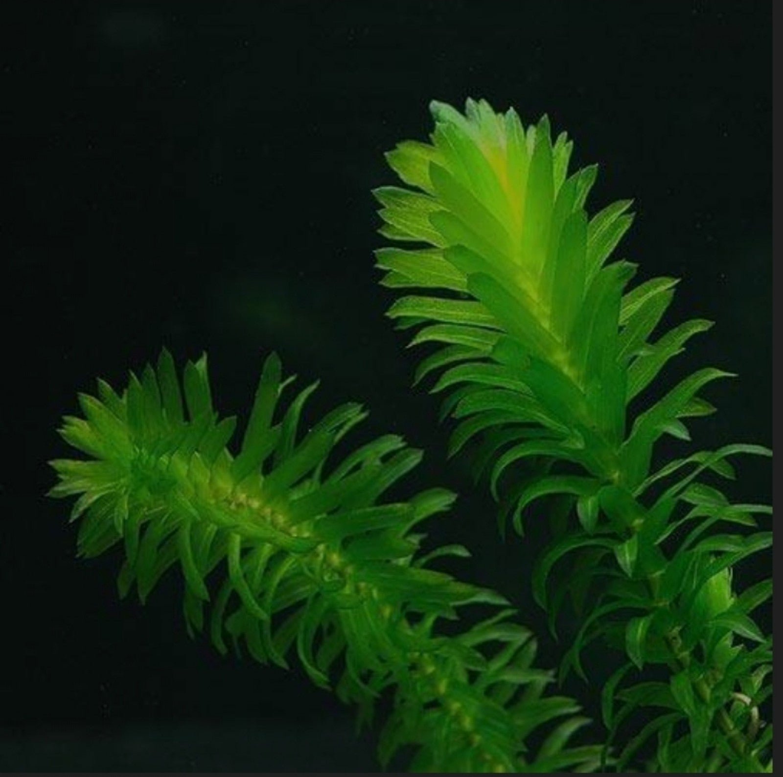 Live aquatic plant - Brazilian Waterweed Anacharis 8Abr