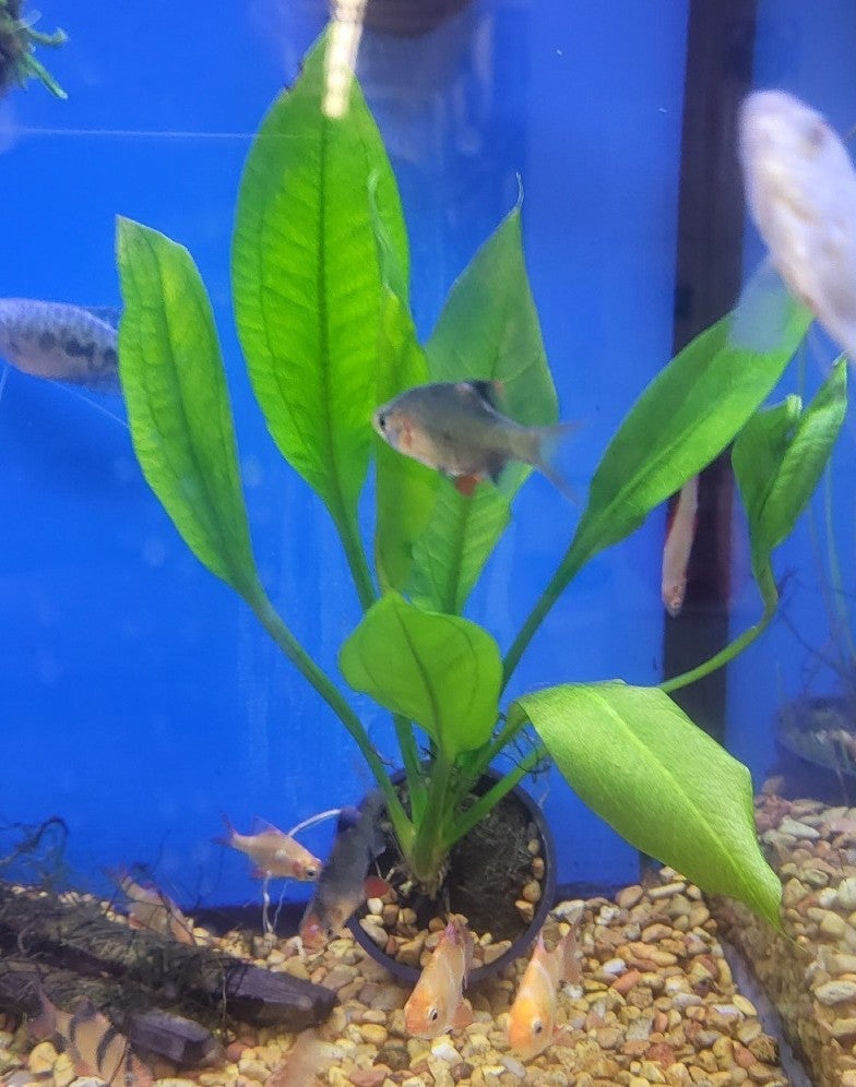 Green Ozelot sword- live aquarium plants g4y4acoyE