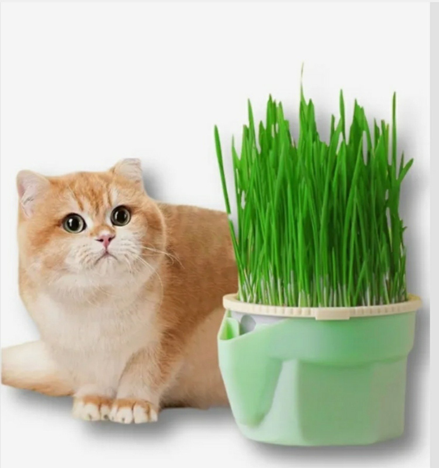 Cat grass Catnip growing container bmwLbuXNS