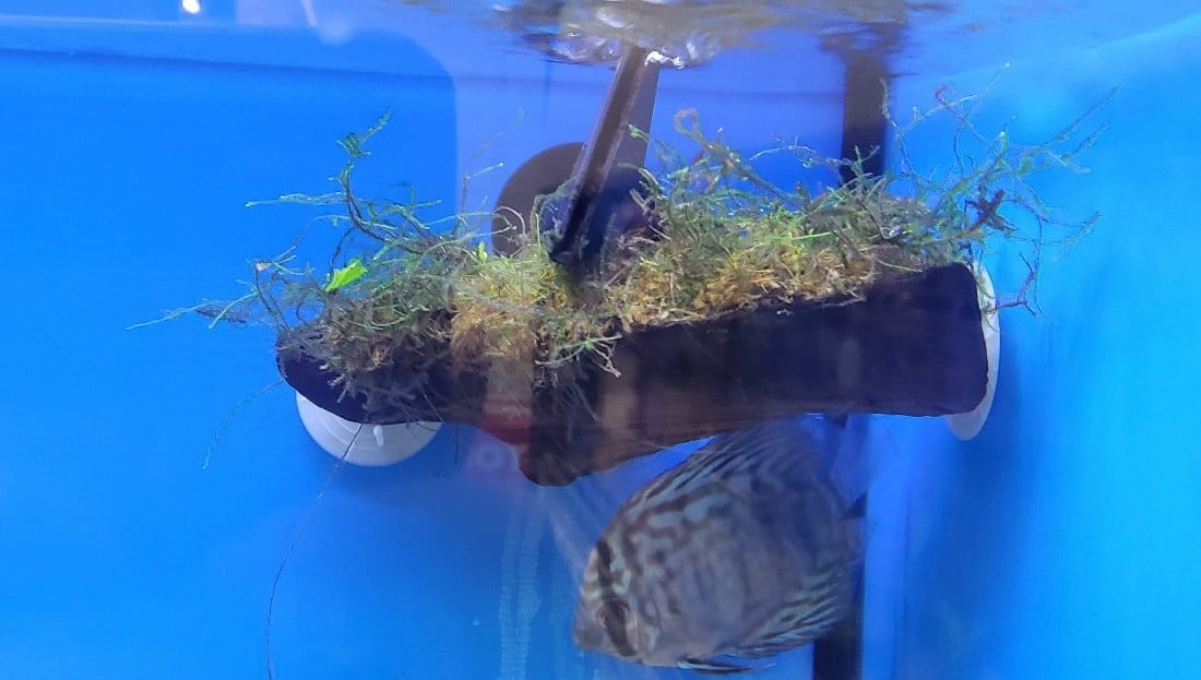 Live aquarium plants- live java moss on wood w/ suction