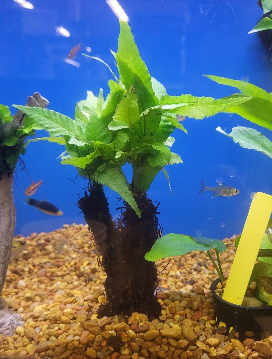 Hygrophilla aquatic plant on tree root - live aquarium 