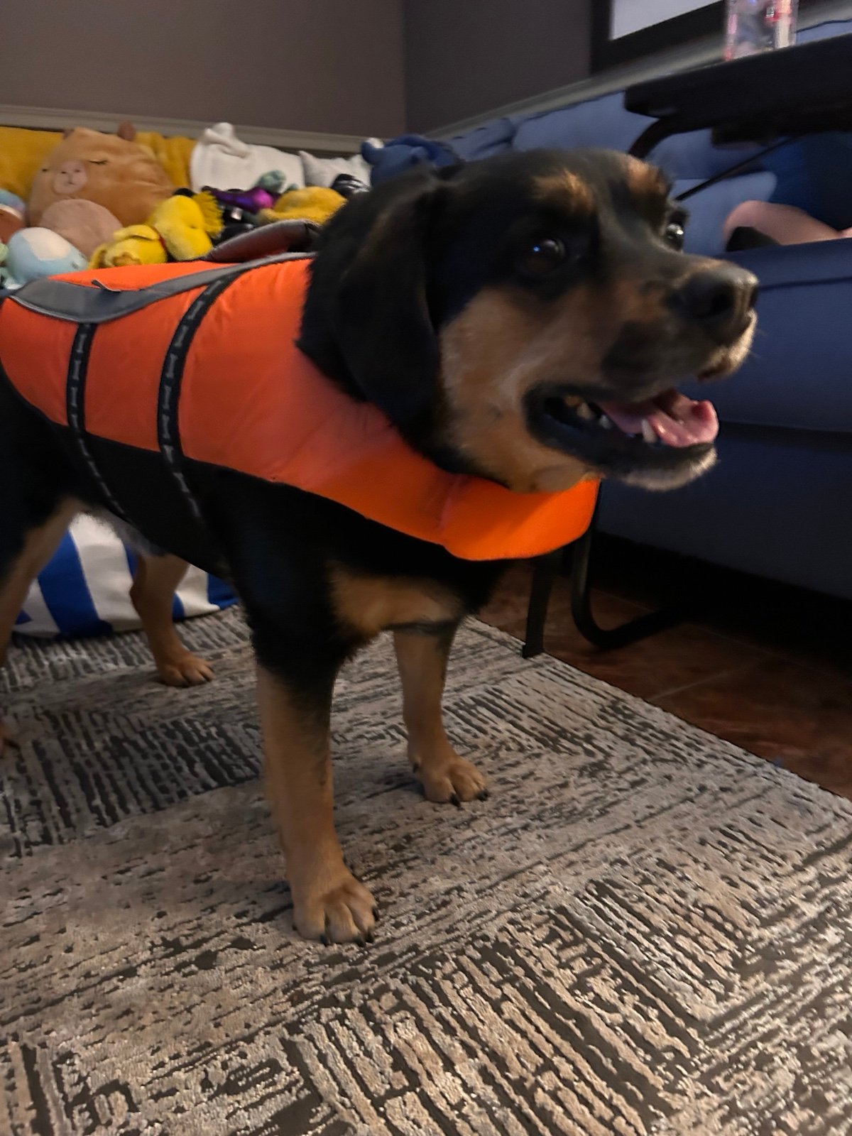 Dog life jacket Medium E5uzuaBMJ