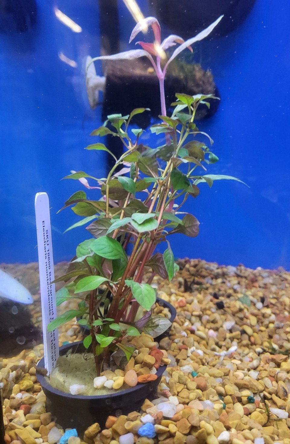 live aquarium plants- red hygrophilla 7sfWTbuQt