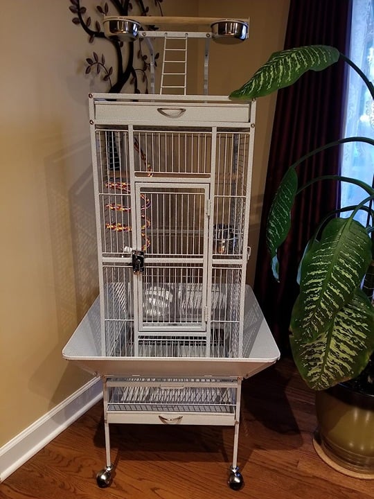 NEW Wrought Iron Bird Cage with Stand, 61-inch cMyjfdRuP