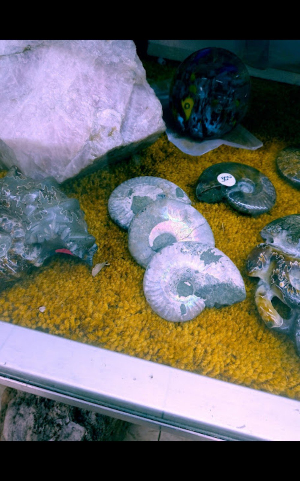 Ammonites eiuJiiuje
